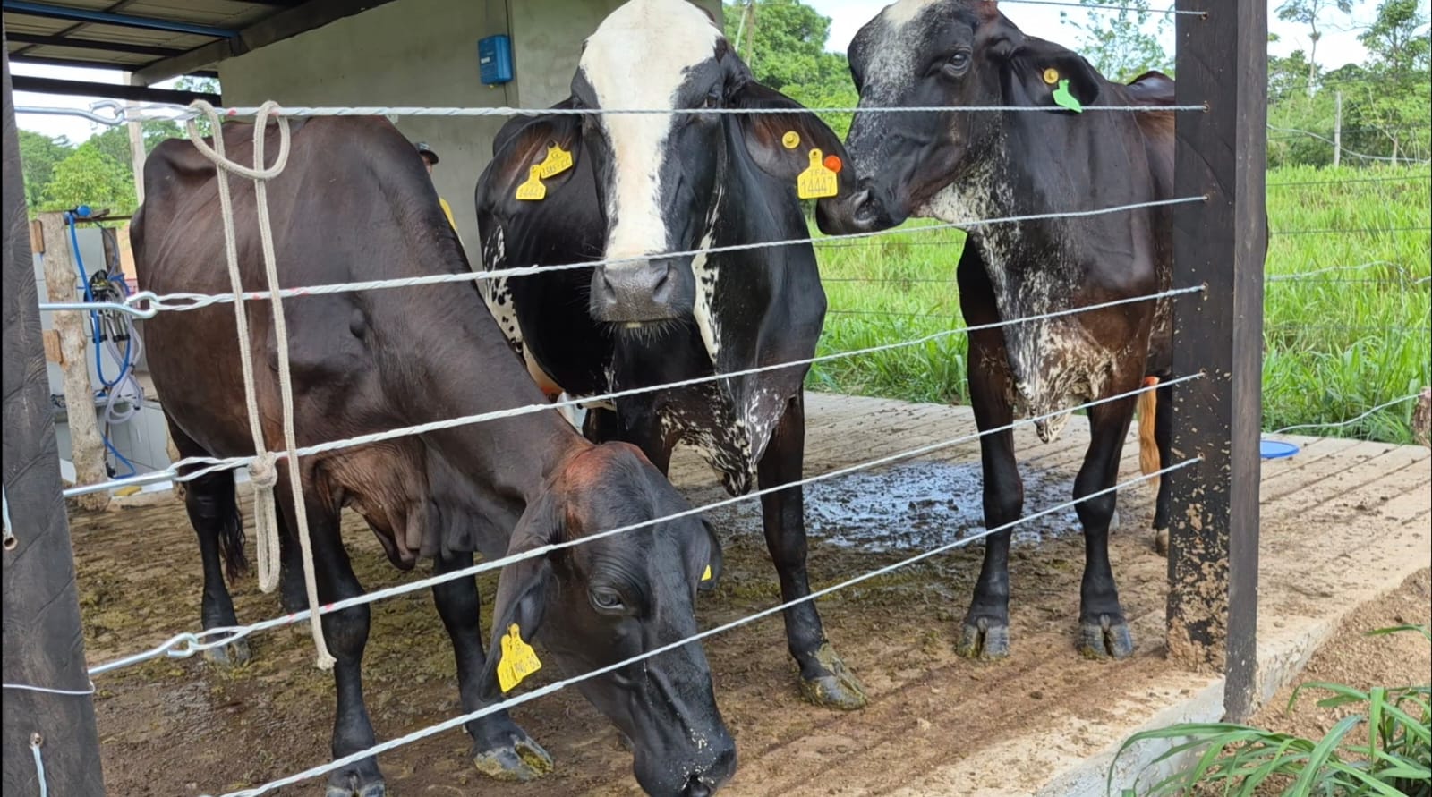 Imagem mostra três vacas cores escuras, duas delas com partes brancas na cara, mantidas em uma cerca, numa propriedade rural