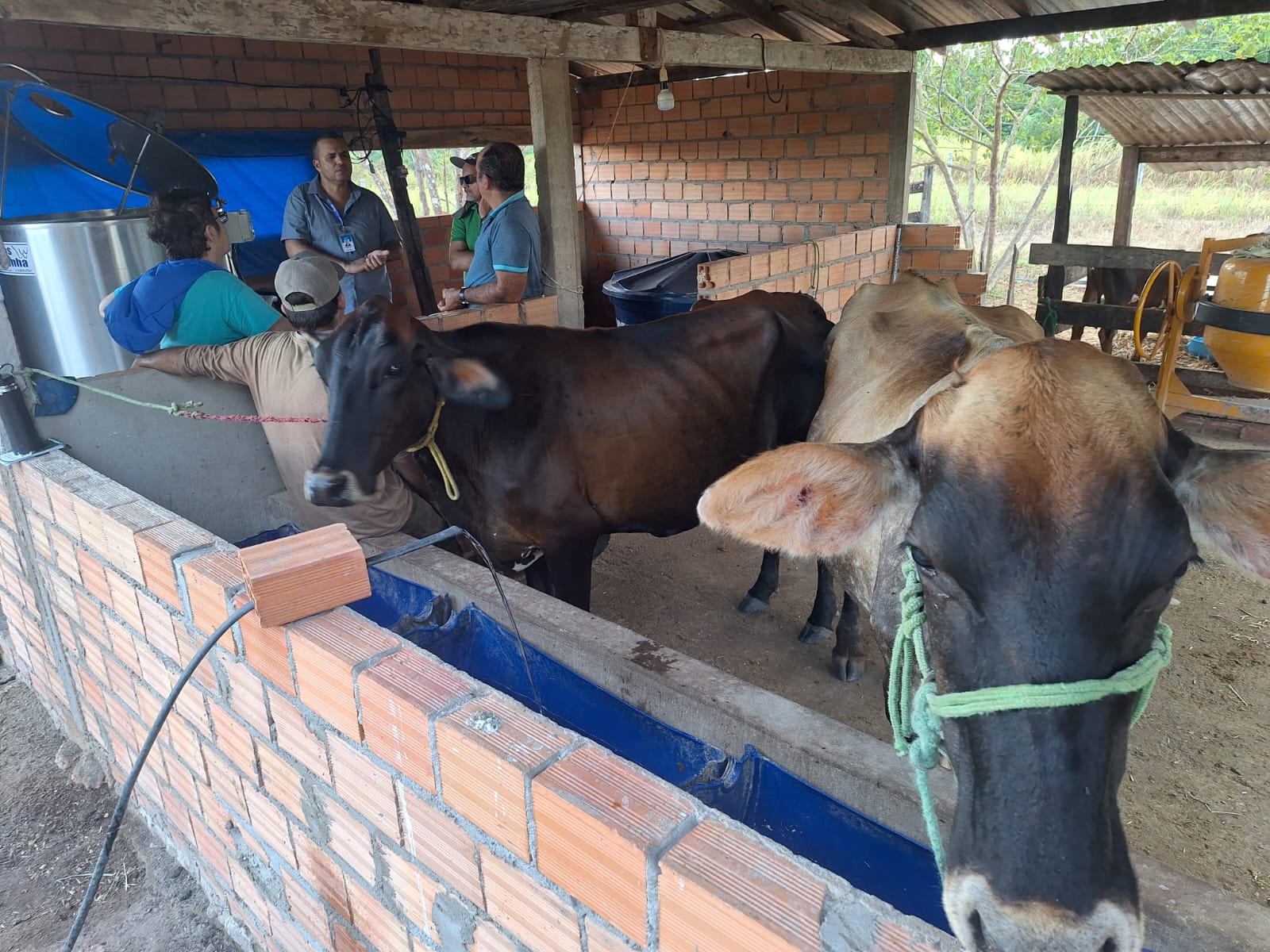 Imagem mostra duas vacas em área cobertas e murada com tijolos, com 4 pessoas conversando ao fundo 