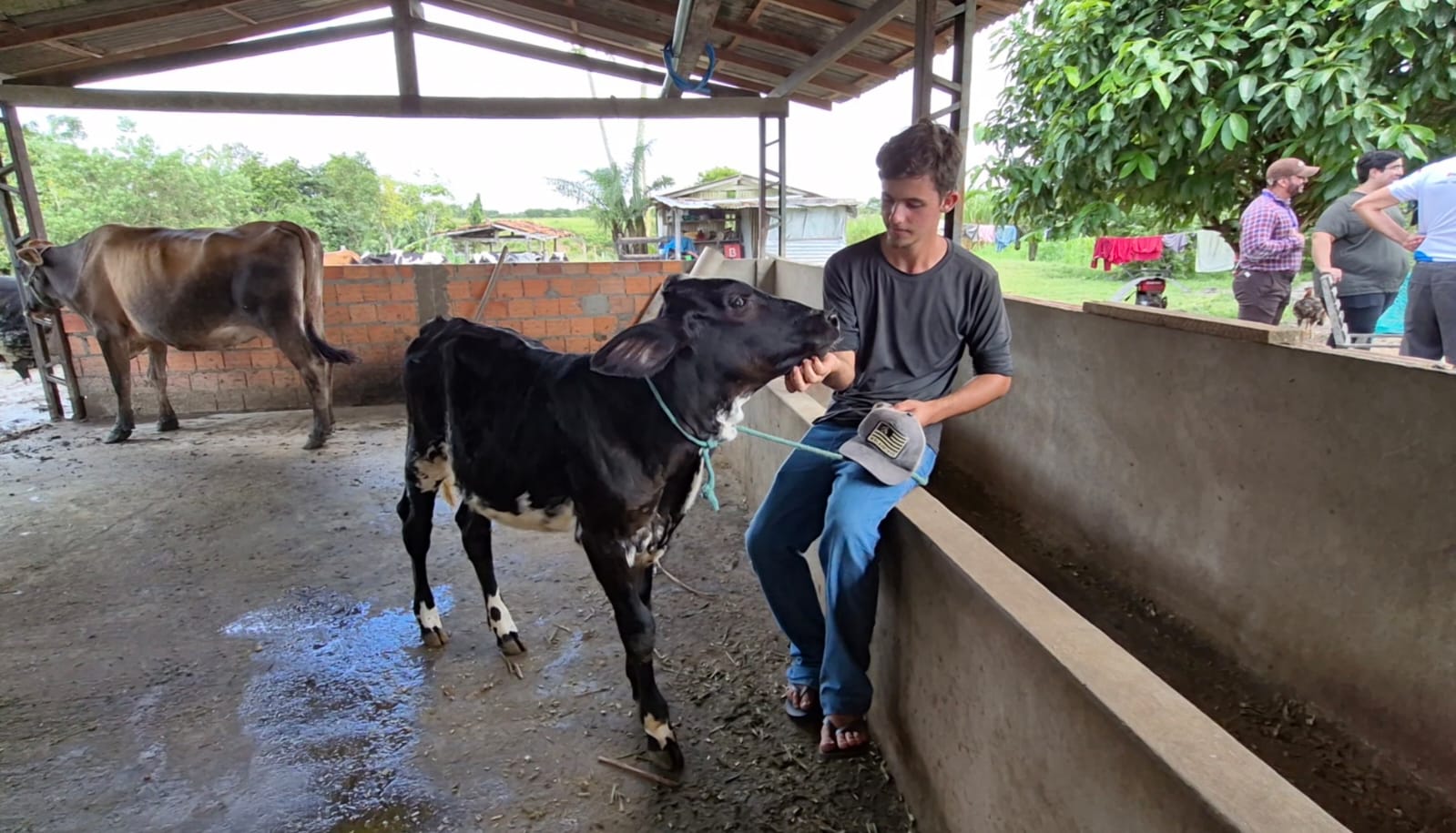 Imagem motra um jovem branco interagindo de forma carinhosa com um bezerro em um barracão coberto e uma vaca atrás